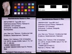 Foto (Objekt + Etiketten) von Gastrosacus torosus (Robins, Feldmann & Schweitzer, 2013) (NHMW-GEO-1990-0041-0300)
